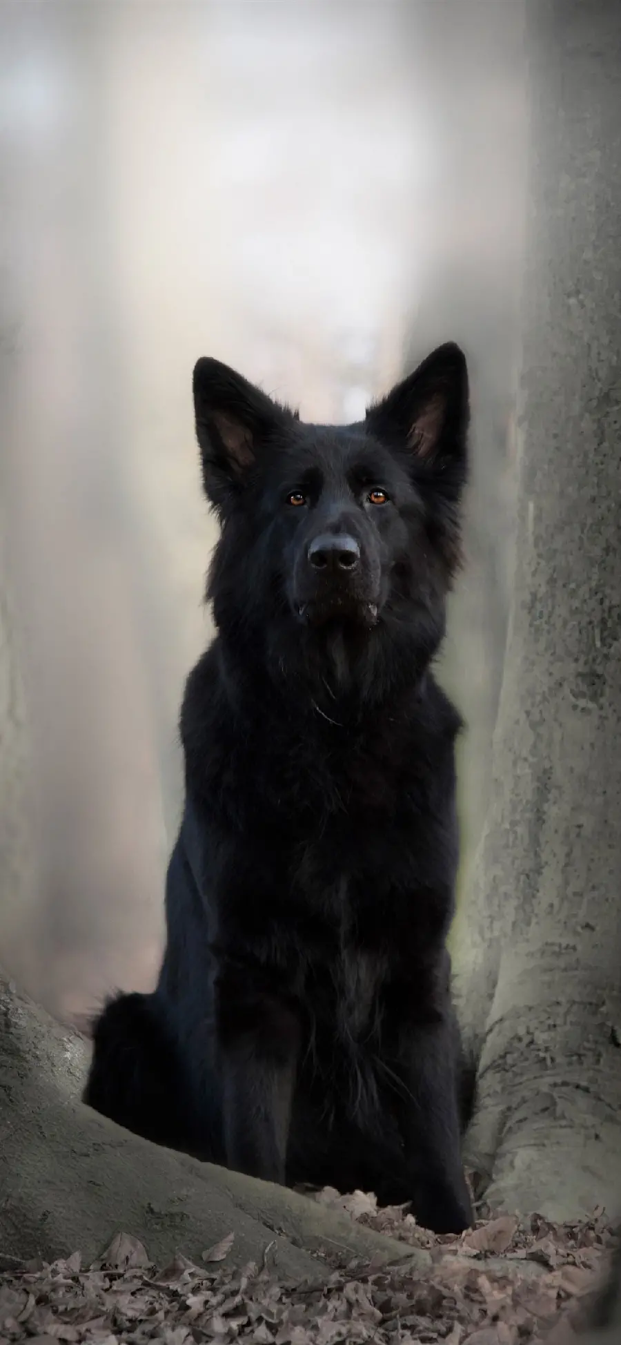 عکس زمینه سگ با ابهت شپرد بلژیکی برای زمینه گوشی آیفون 