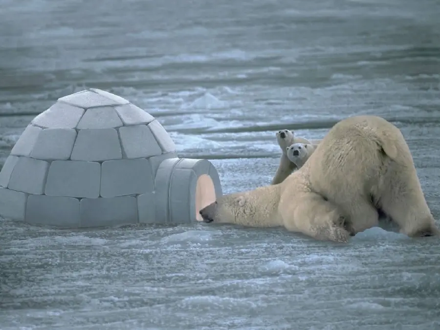 عکس پروفایل جالب و شکار لحظه ها از خرس قطبی مادر و توله هایش 