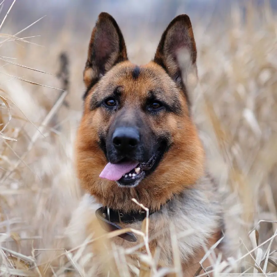 تصویر زمینه آیفون از سگ امداد و نجات با نژاد ژرمن شپرد