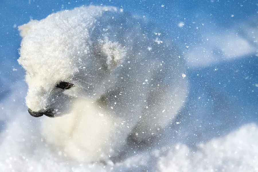 تصویر پروفایل برای شبکه های اجتماعی از بچه خرس قطبی