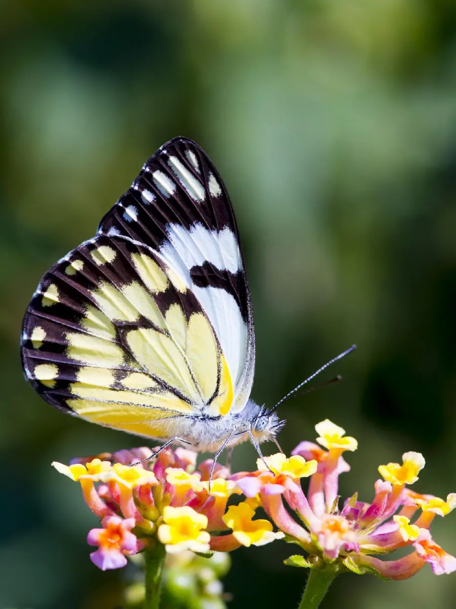 دانلود عکس استوک برای آیفون با زمینه فولو و طرح پروانه