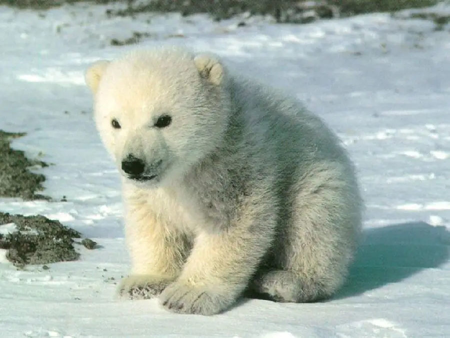 عکس استوک بچه خرس قطبی گوگولی و پشمالو برای زمینه مانیتور