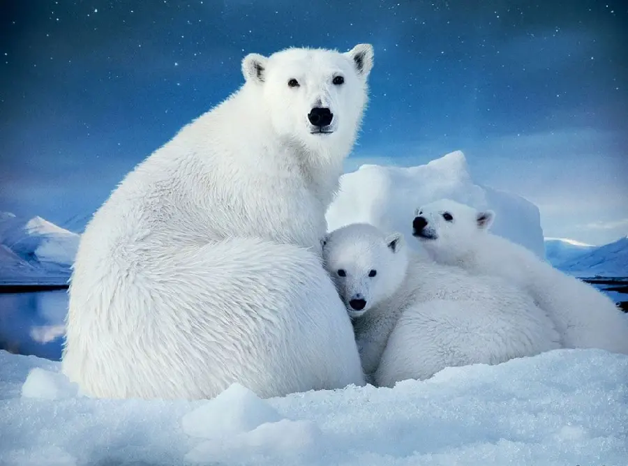 تصویر زمینه بچه های خرس قطبی برای پروفایل اشخاص احساسی 