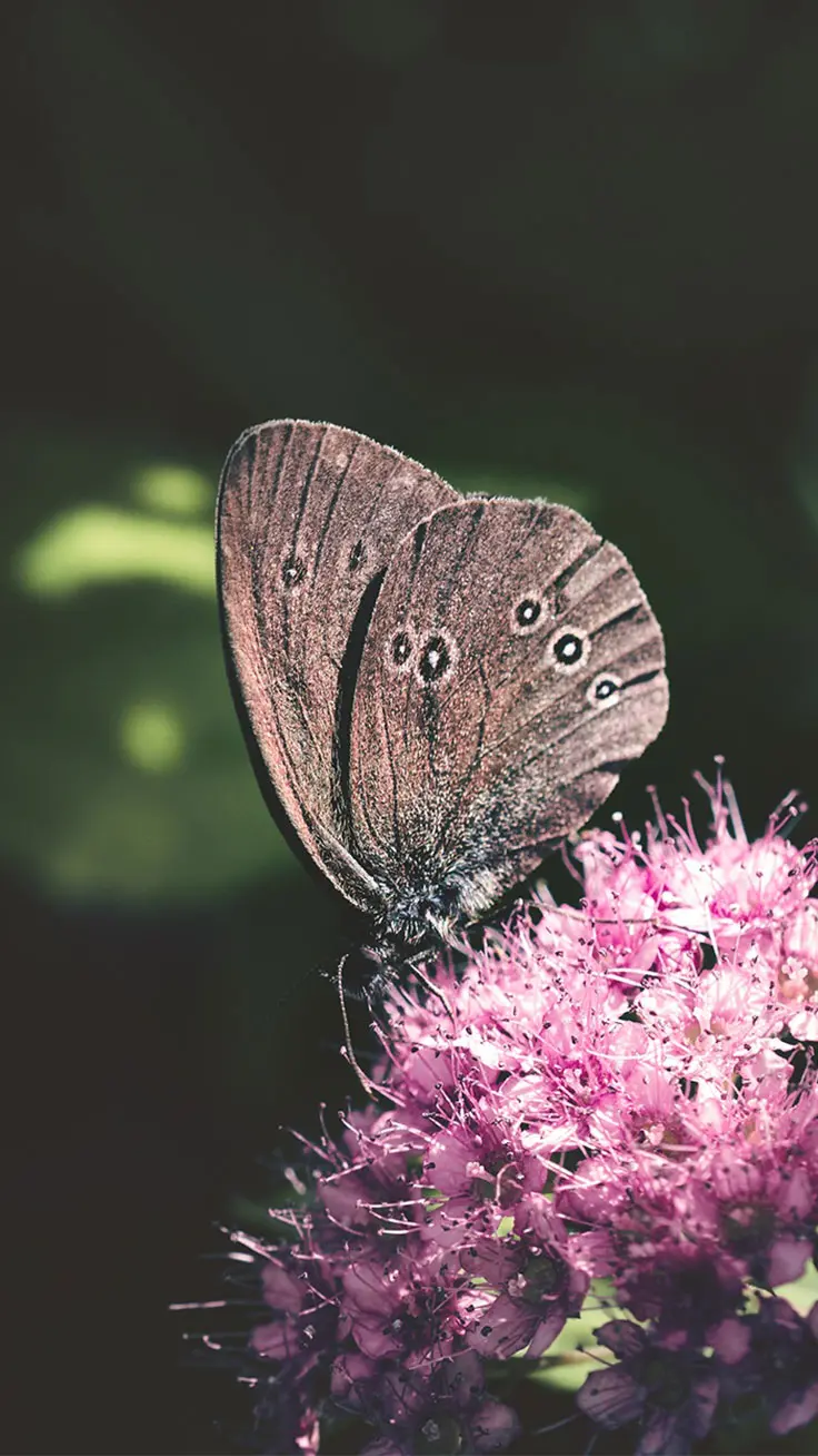 تصویر زمینه زیبا و شگفت آور پروانه ناز چشمک بال ویژه آیفون 