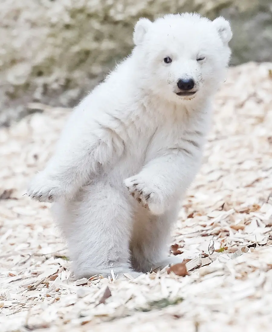 دانلود والپیپر HD برای تبلت از بچه خرس قطبی