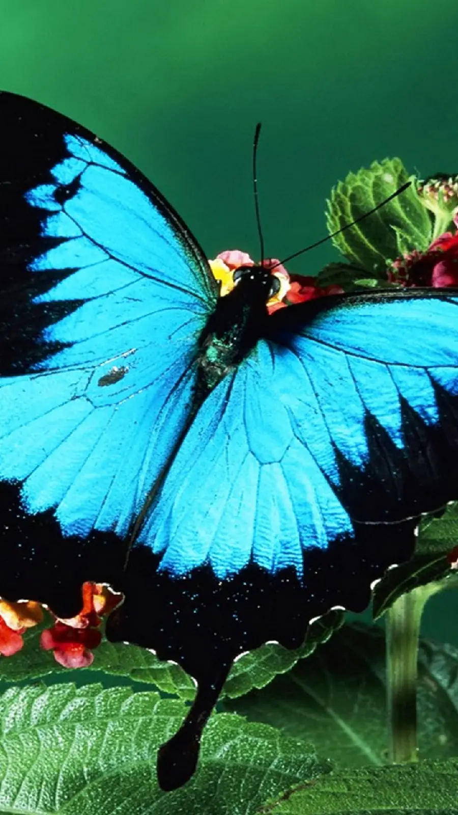 عکس استوک جذاب پروانه ناز طاووس آبی کوهی برای آیفون Iphone