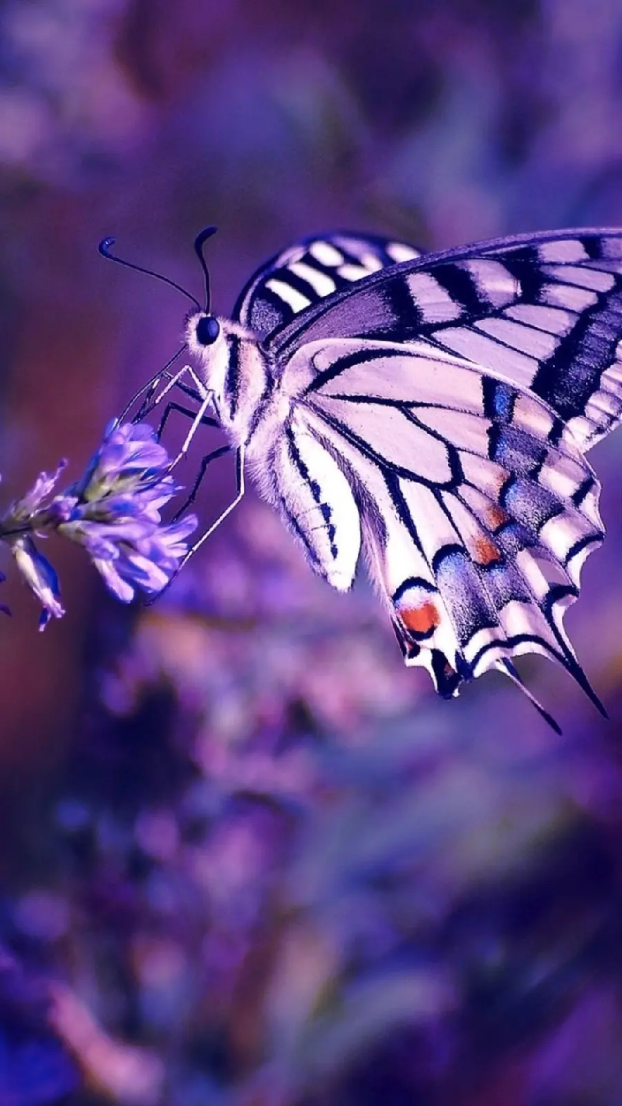 والپیپر بسیار زیبا از پروانه ناز دم‌ چلچله‌ ای برای زمینه گوشی آیفون