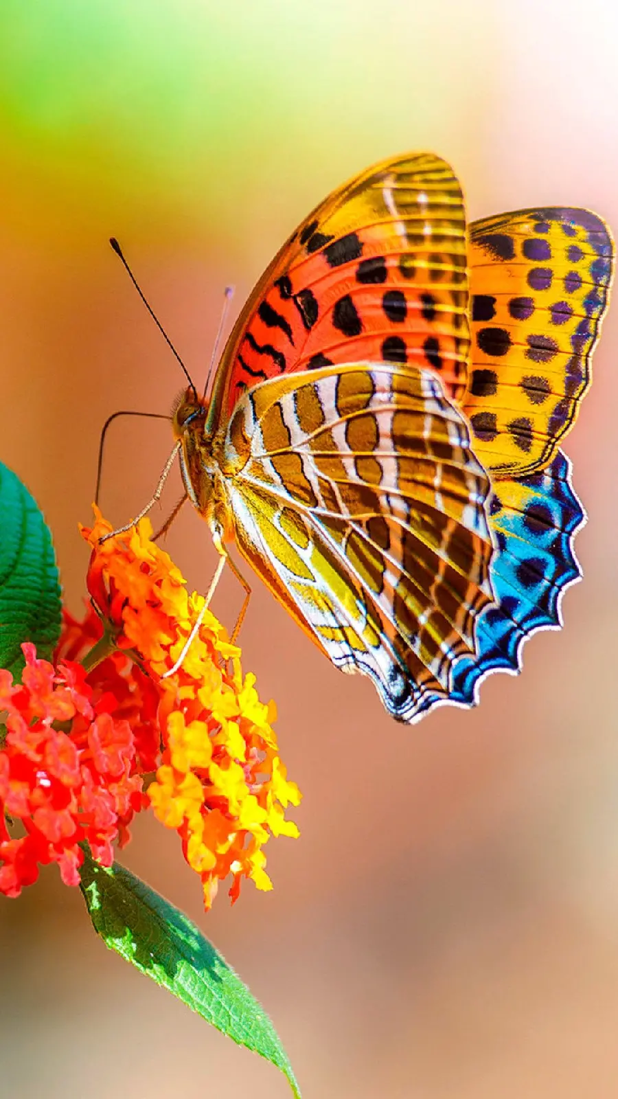 دانلود زیباترین عکس از پروانه ها برای زمینه گوشی آیفون