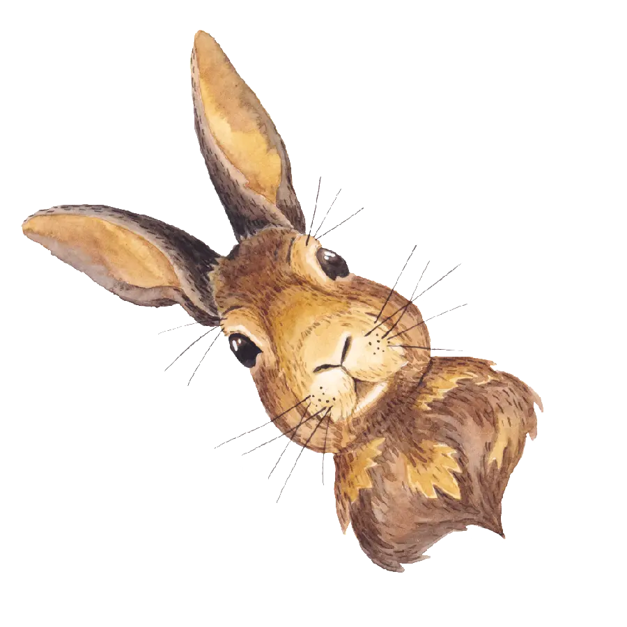 والپیپر PNG از نقاشی خرگوش واقعی بدون زمینه 