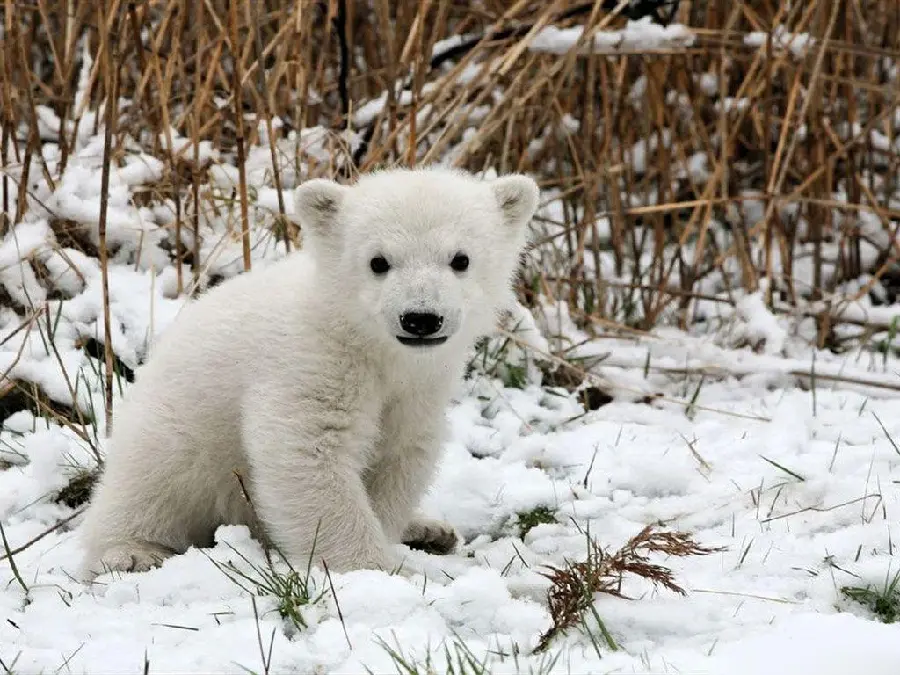 تصویر رایگان گرفته شده از بچه خرس قطبی در طبیعت