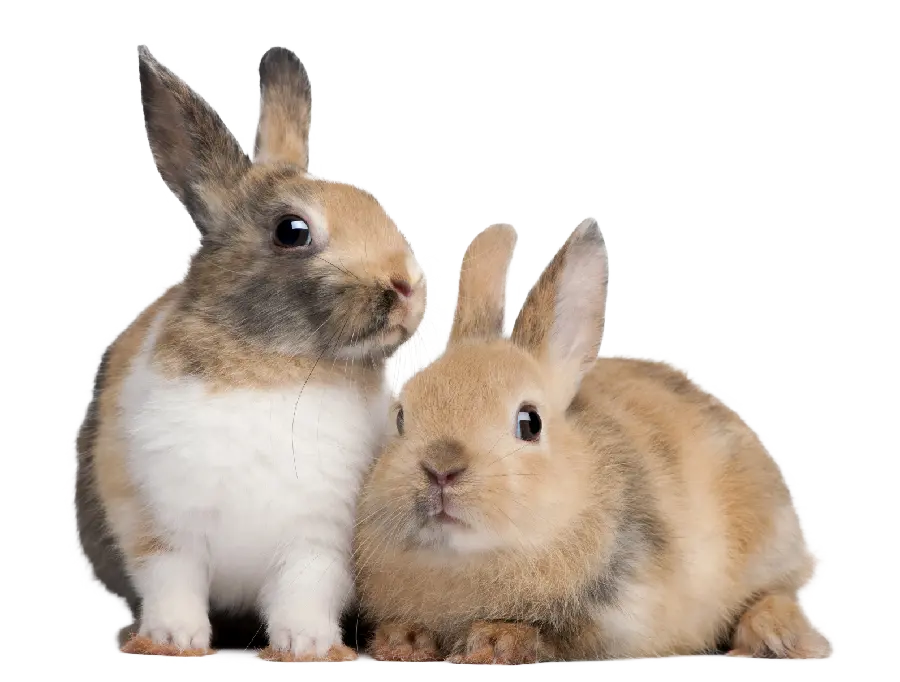والپیپر خرگوش های واقعی بامزه با فرمت PNG