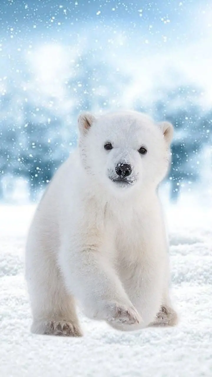 عکس خوشگل از بچه خرس قطبی برای صفحه قفل گوشی 