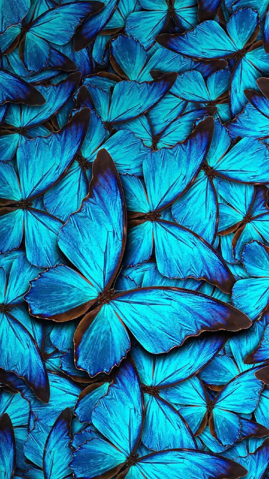 تصویر زمینه پروانه های آبی برای گوشی آیفون 