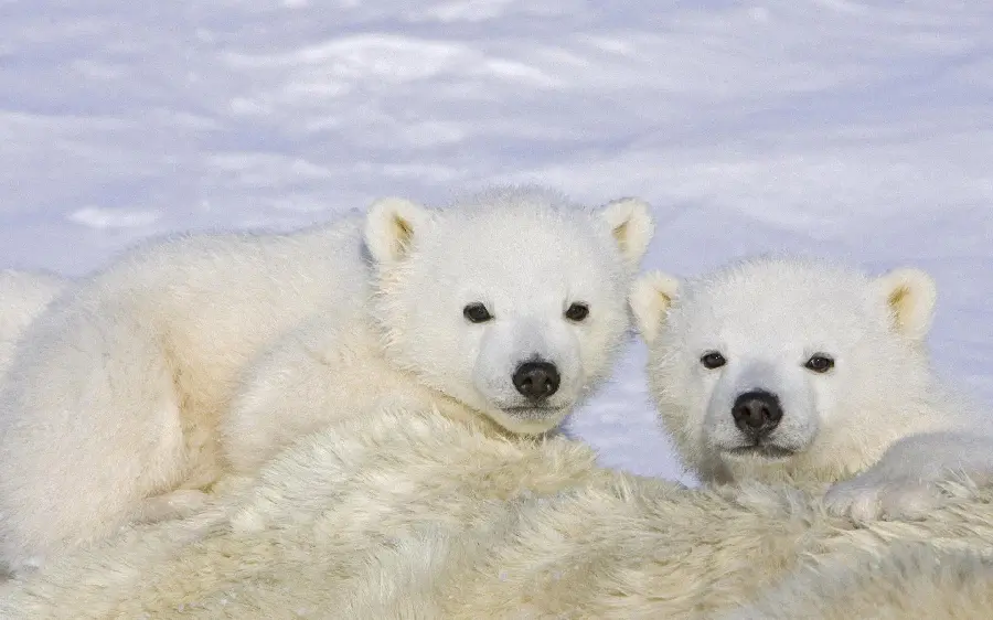 عکس پس زمینه جذاب و دیدنی بچه خرس قطبی با چشمان سیاه و آرام