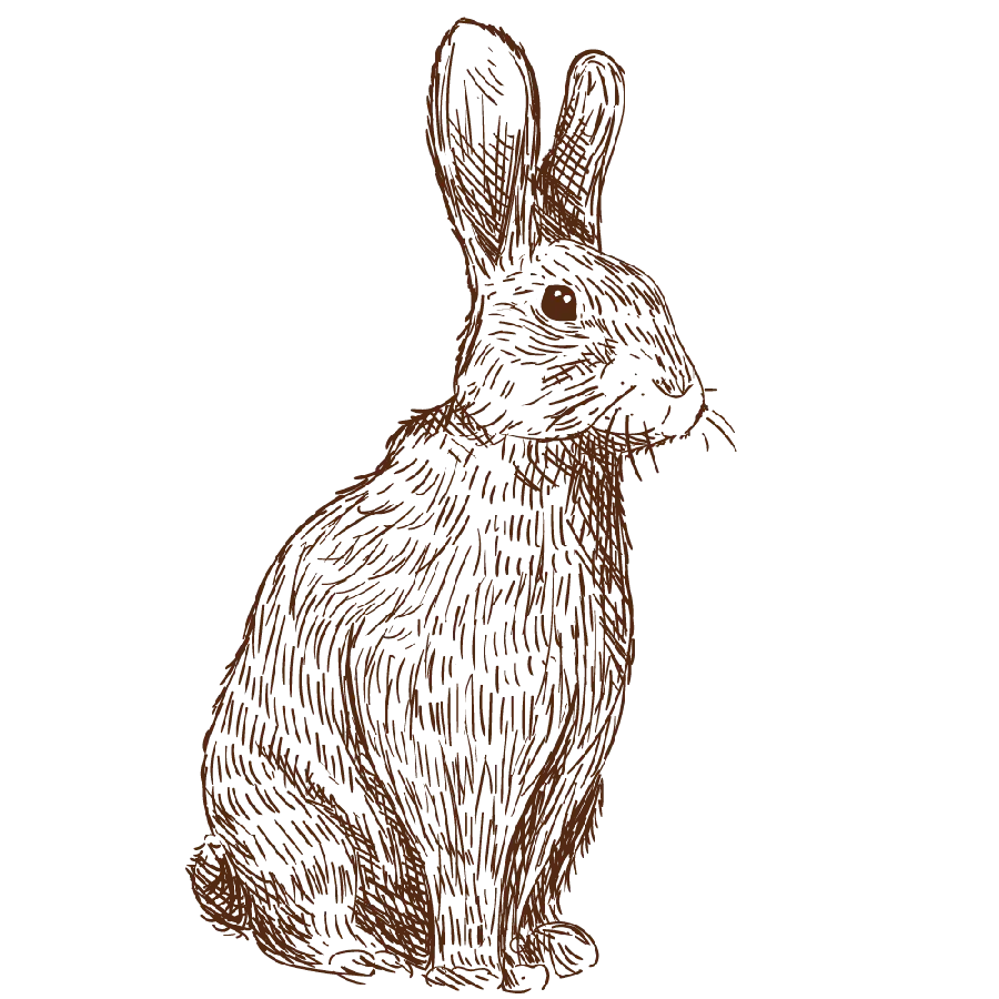 عکس پس‌ زمینه نقاشی کشیده شده از خرگوش واقعی PNG