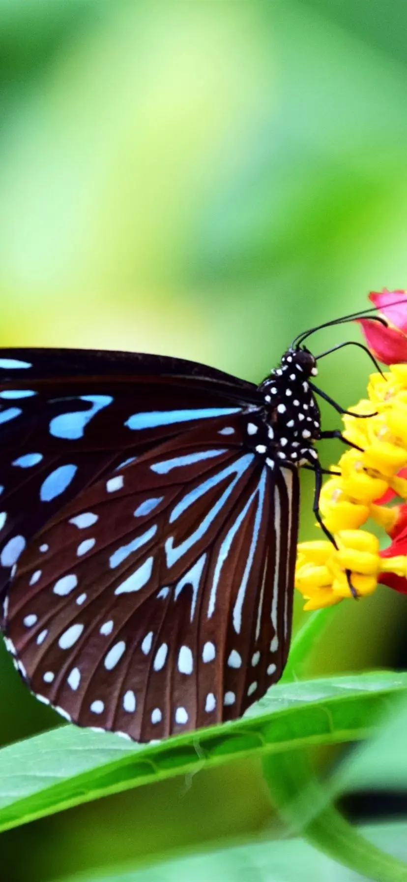 عکس از نمای نزدیک پروانه ی خالدار برای پروفایل و آیفون 