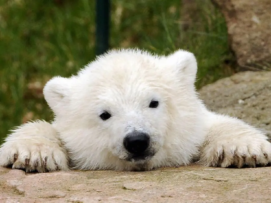 تصویر استوک بچه خرس قطبی با کیفیت عالی FULL HD