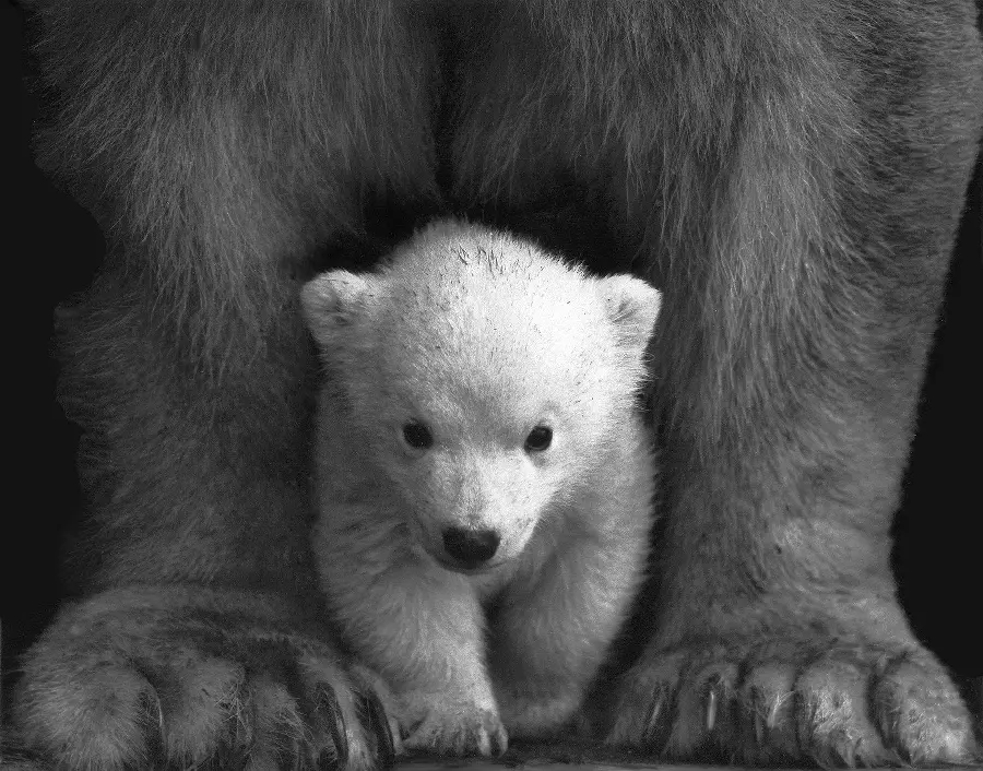 عکس احساسی بچه خرس قطبی میان پاهای بزرگ مادرش
