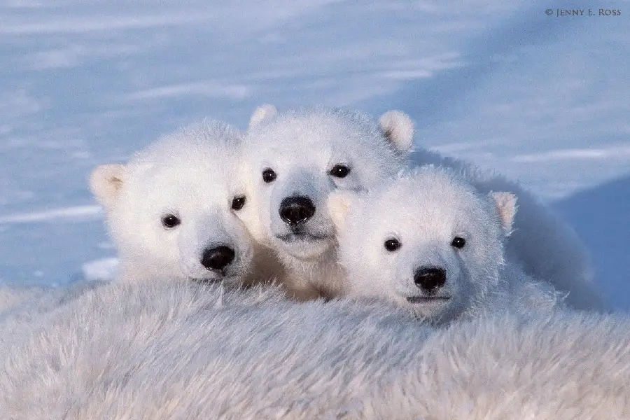 والپیپر سه بچه خرس قطبی با چشمان معصوم مشکی