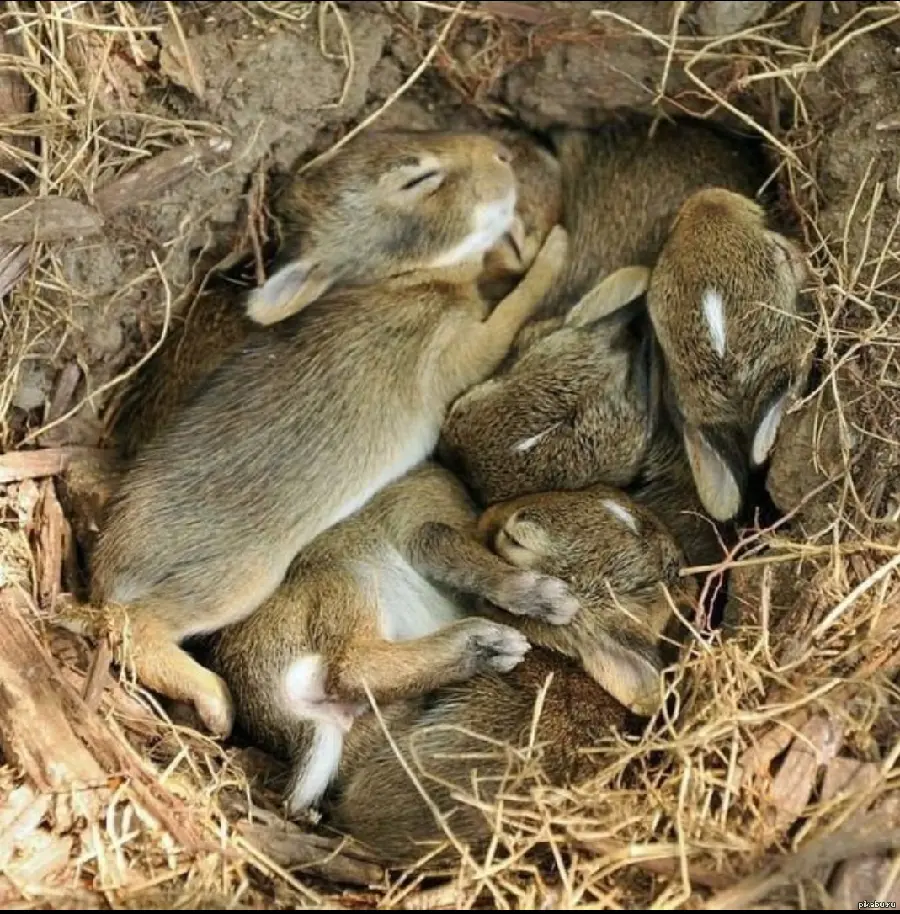 عکس واقعی از خرگوش صحرایی ژاپنی PNG بدون بکگراند