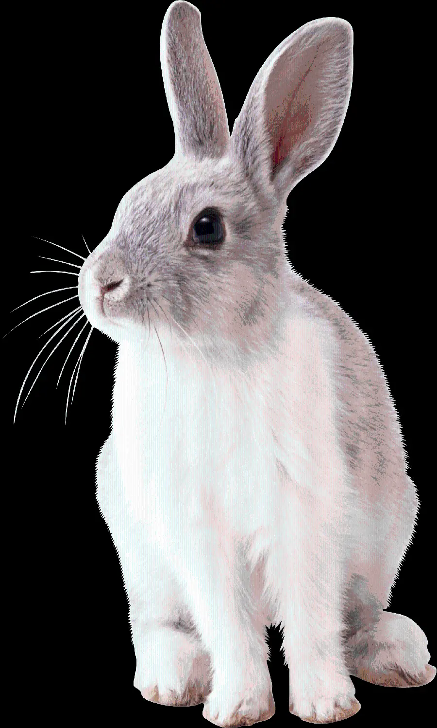 Wallpaper خرگوش واقعی تپل و پشمالو با فرمت PNG