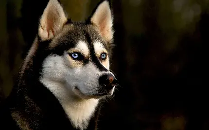عکس زمینه با کیفیت از سگ هاسکی برای دسکتاپ 