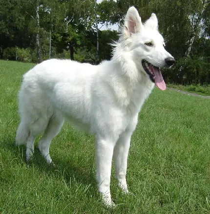 دانلود عکس ها و تصاویر سگ ژرمن شپرد سفید با کیفیت HD