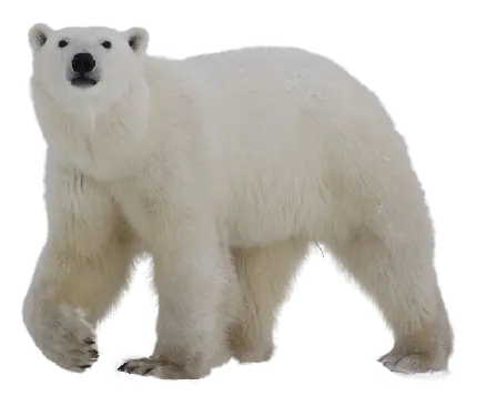دانلود رایگان عکس پس زمینه خرس سفید PNG