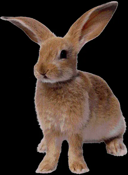 والپیپر خرگوش واقعی فلاندری غول‌ پیکر به صورت فایل PNG