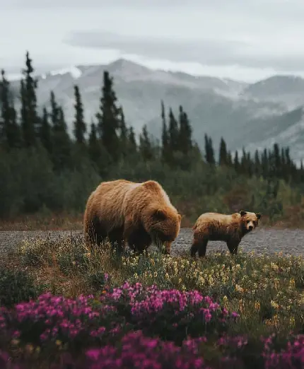 تصویر زمینه برای تبلت از خرس گریزلی مادر و فرزندش در طبیعت