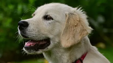 تصویر پروفایل زیبا از سگ گلدن رتریور نژاد سگ با کیفیت 4K