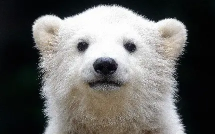 عکس زمینه از بچه خرس قطبی یا خرس سفید 