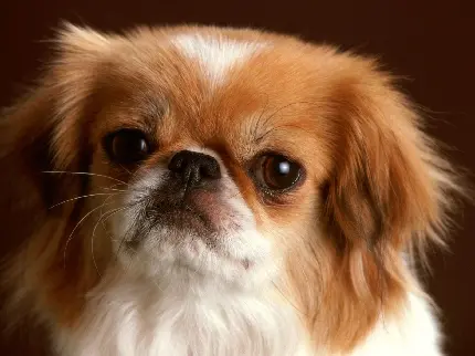 تصویر پس زمینه از بچه سگ جاپانیز چاین برای پروفایل دامپزشک ها