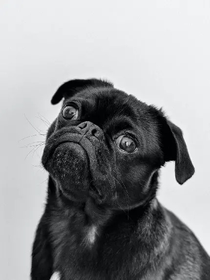 عکس استوک سگ سیاه پاگ برای چاپ روی تخته شاسی