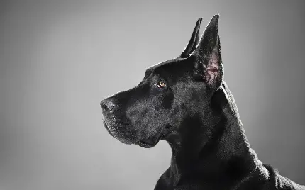 تصاویر و عکس‌ های سگ سیاه و مشکی با کیفیت بالا و زیبا