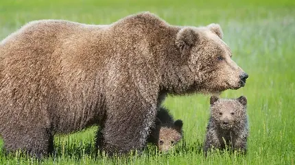 دانلود عکس زمینه توله خرس گریزلی برای پروفایل 