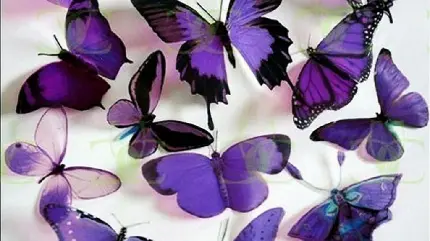 عکس استوک خیره کننده پروانه بنفش چشم نواز برای چاپ