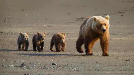 عکس گرفته شده از توله خرس های گربزلی در کنار مادرشان