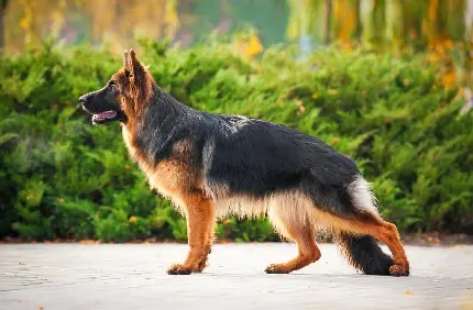 والپیپر زیبا از سگ چوپان آلمانی رکس با کیفیت بالا 