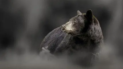 عکس پس زمینه خرس سیاه با بکگراند فولو HD
