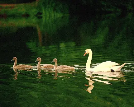 خانواده قوم فرزندانش در حال شنا کردن تصویر بسیار زیبا مناسب برای والپیپر