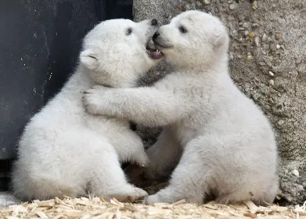 عکس خوشگل گرفته شده از بازی دو توله خرس سفید