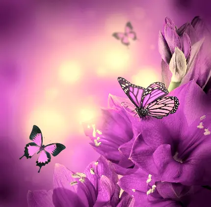 مجموعه تصاویر زیبا پروانه بنفش با کیفیت HD