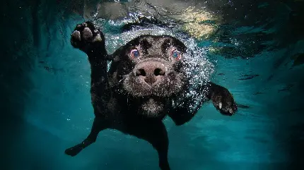 والپیپر‌ سگ مشکی خنده دار درحال شنا زیر آب FULL HD