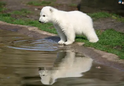 تصویر باکیفیت بچه خرس قطبی برای پروفایل علاقمندان به گونه خرس ها