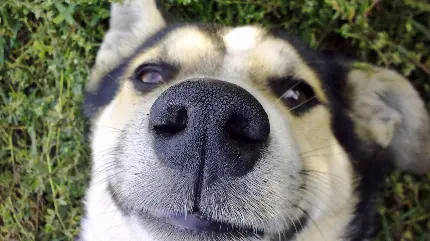 عکس پروفایل برای شبکه های مجازی از چهره بامزه سگ هاسکی 4K