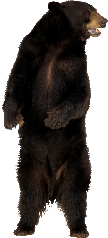پرکاربردترین عکس بدون بک گراند از خرس PNG