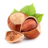 تصویر فندق Hazelnut با پس زمینه سفید و کیفیت فوق العاده