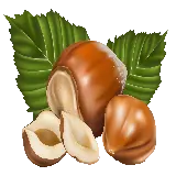 عکس های فندق Hazelnut در فرمت PNG زیبا و باکیفیت