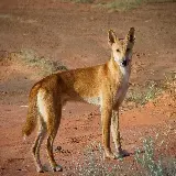 مجموعه عکس‌ های دینگو سگ وحشی استرالیایی با کیفیت HD